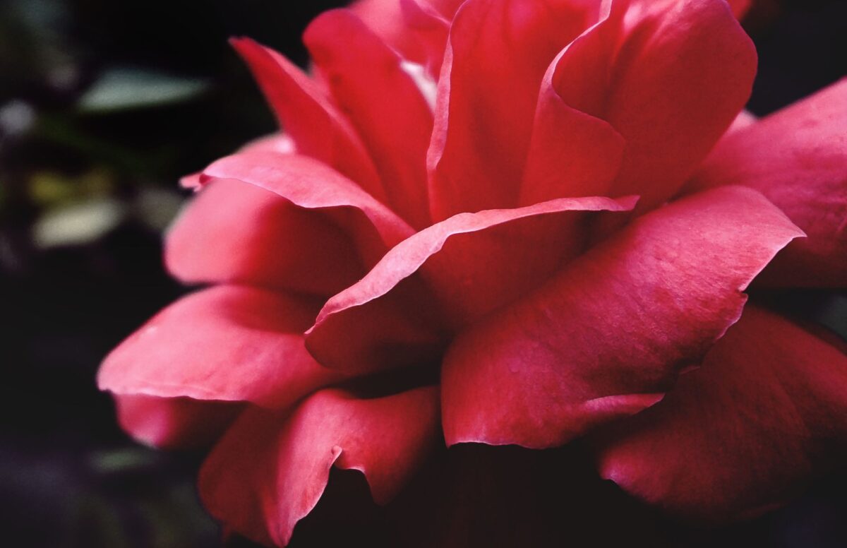 Pourquoi les pétales de rose se terminent en pointe : la géométrie cachée de la fleur